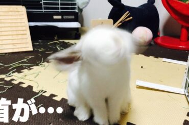 みみたが空に飛んで行くかと思った！！【Rabbit flying in the sky】ホーランドロップ うさぎ  Holland Lop  Rabbit  Child rabbit ＃220