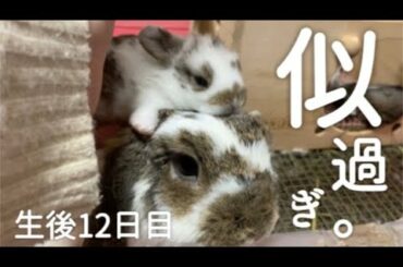そっくりうさぎ親子の絆にほっこり！ホーランドロップ 生後12日目！