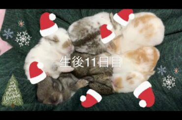 🐰クリスマスに6つ子の赤ちゃんうさぎに起こった奇跡？ホーランドロップ 生後11日目！