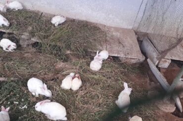 Cute Rabbit spot at తిమ్మమ్మ marrimanu ( banyan tree) park