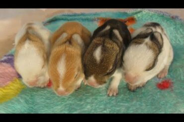 Wonderful Rabbit Give Birth To 4 Baby At Home