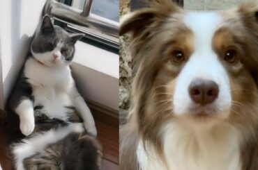 Cutest Baby Animals Videos Compilation Cute Moment of the Animals 2019 #5