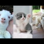 Cute baby animals Videos Compilation cute moment of the animals   Soo Cute! #14