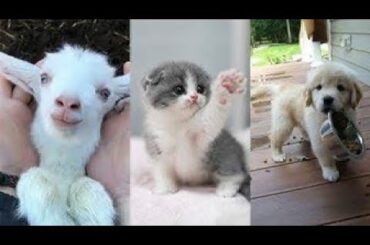 Cute baby animals Videos Compilation cute moment of the animals   Soo Cute! #14