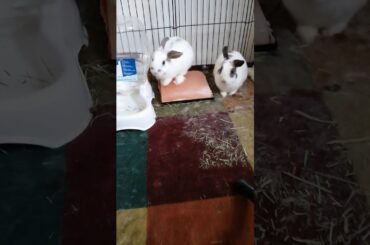 Chuck Bunny....Cleaning Time