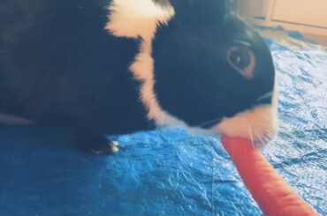 Cutest Bunny ASMR eating carrot