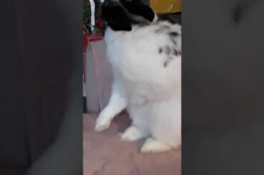 Bunny cleaning and chilling