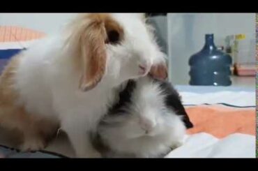 CUTE RABBIT - WIGGLE NOSE #BUNNY #RABBIT #BOOP