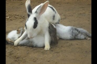 how baby rabbits feeding milk from their mother