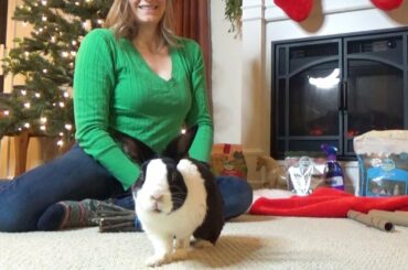 Rabbit Opening Christmas Stocking!