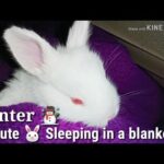 Winter☃️Cute Bunny Sleeping In A Blanket Cute Video Watch now.