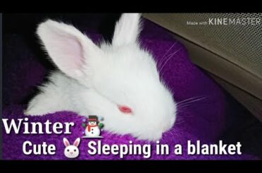 Winter☃️Cute Bunny Sleeping In A Blanket Cute Video Watch now.