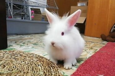 Conejos Graciosos Jugando y Comiendo Felices. Cute Funny Bunnies playing and eating.