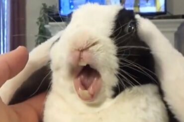 Bunny Opens Present on Christmas Morning
