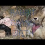 Wonderful Rabbit Giving Birth To Six Babies At Home | Baby Bunnies So Cute