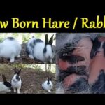 New Born baby Hare Rabbit birth at Home beautiful Kids animals HD videos 2020 newborn bunny