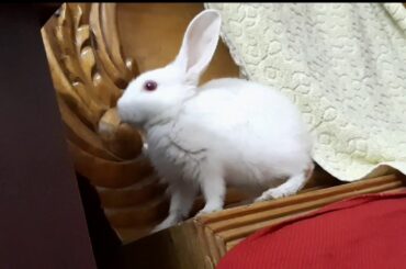 Cute Rabbit's- সু্ন্দর খরগোশের খেলা || Baby Rabbit,  Taki Taki