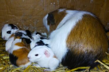 New born guinea pigs | 7 cute babies | Vlog | Guinea&Bunny