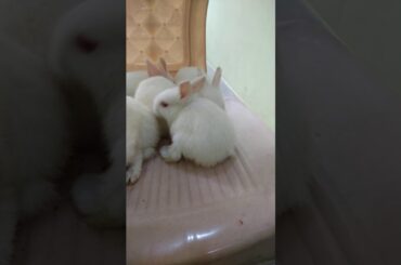 Very lovely n cute rabbits bunny available for sale contact 8299837317