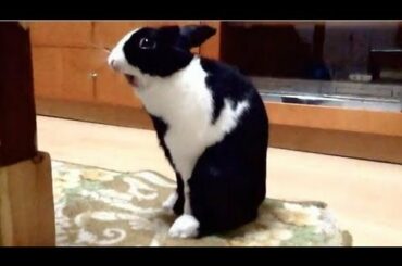 うさぎのあくび＆しゃっくり Cute bunny yawn and hiccup