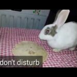 Rabbit eats roti #rabbit