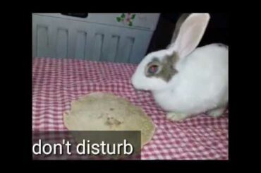 Rabbit eats roti #rabbit
