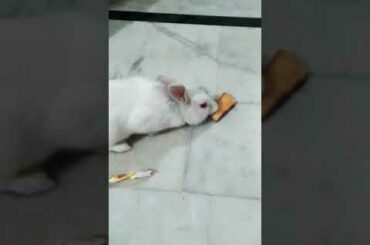 Cute rabbit eating biscuits!