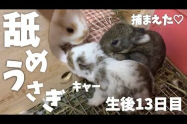 ペロペロ舐めるのが好きなご奉仕赤ちゃんうさぎ！ホーランドロップ 生後13日目！