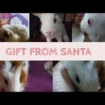 Christmas gift of my rabbit and guinea pig