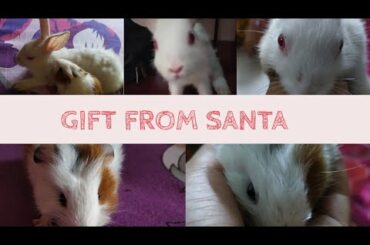 Christmas gift of my rabbit and guinea pig