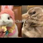 Funny Rabbits and Hamster Videos Compilation 01 ChanTV