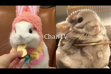 Funny Rabbits and Hamster Videos Compilation 01 ChanTV
