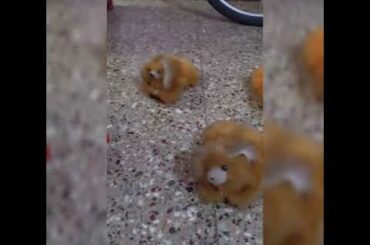 Cute rabbit reaction in fusion song /animal lover /pet lover /amazing video /cute rabbit act