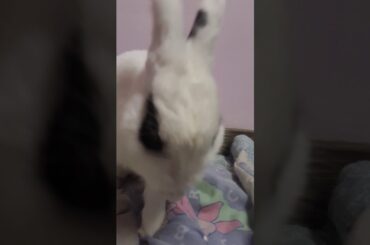 Cute Rabbit Cleaning It's Face!!