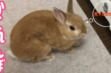 【うさぎ】マイペースうさぎのかくれんぼ【かわいい】Cute rabbit #74