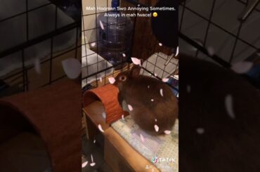 ^~^Meet My Baby Bunny!~^~