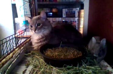 Cat with baby bunnies
