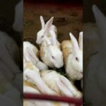 Cute Rabbits eating grass