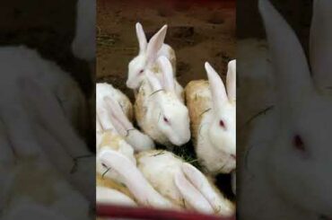 Cute Rabbits eating grass