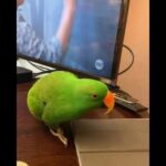 Cute baby parrots Videos Compilation cute moment of the animals   Soo Cute!#5
