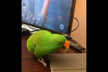 Cute baby parrots Videos Compilation cute moment of the animals   Soo Cute!#5