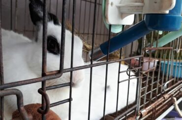 Cute Bunny ♡♡♡