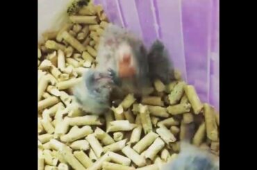 Cute baby parrots Videos Compilation cute moment of the animals   Soo Cute!#9