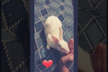 Cute Rabbit licking his owner