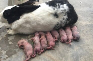 How to choose rabbit mum and best bunnies in nest 03450406704