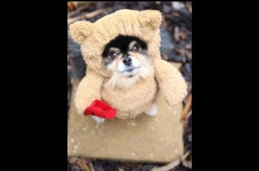 Super Cute Animals TikTok Compilation Cutest Animals Cats Puppies Rabbits