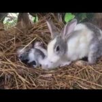 my cute rabbits baby’swith their mother.
