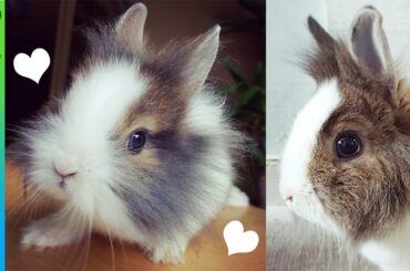 #GoPro for kids ★ Cute Dwarf Brown and White Bunny