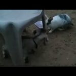 One Day Baby Goat Chasing Munnu