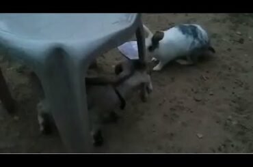 One Day Baby Goat Chasing Munnu